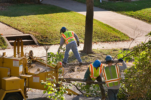 Professional Tree Removal and Landscaping Services in Weston Mills, NY